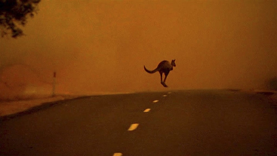 Kangaroo running from fire in the middle of a road. Extremes Climate Change