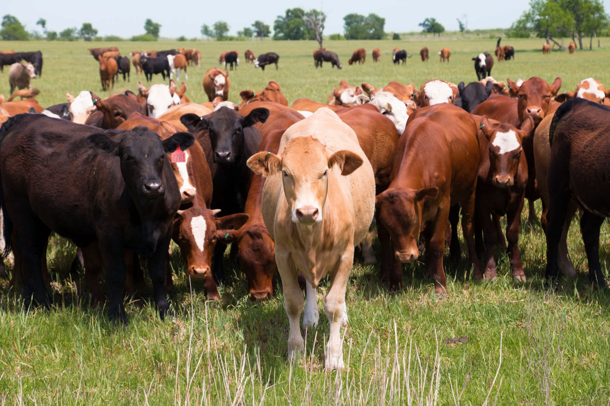Grazing Cattle and Climate Change