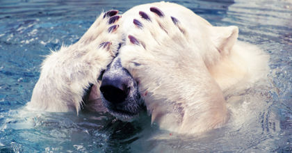 Polar Bear Scoffs at Apocalypse Never Michael Schellenberger Misleading Book & Op-Ed