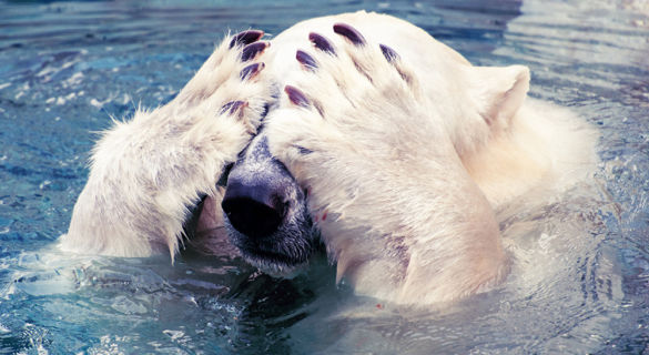 Polar Bear Scoffs at Apocalypse Never Michael Schellenberger Misleading Book & Op-Ed